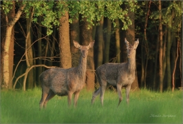 <p>JELEN LESNÍ (Cervus elaphus) Šluknovsko - Valdek ---- /Red deer - Rothirsch/</p>